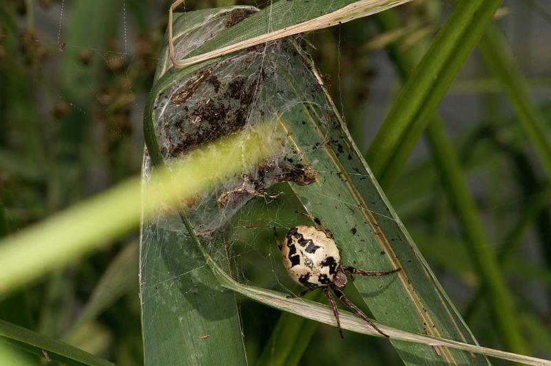 Larinioides_cornutus_D5065_Z_90_Canal du Nivernais_Frankrijk.jpg